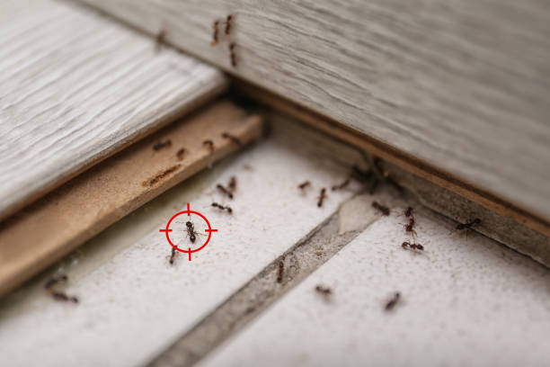 Best Termite Control Services  in Espaola, NM