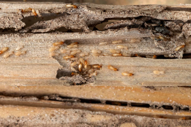 Best Affordable Pest Control Services  in Espaola, NM